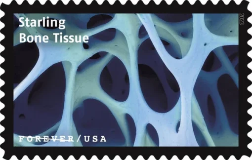 Forever Stamps Life Magnified 2023 Stamps Coil of 100 PCS/Roll - Image 4